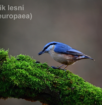 brhlík lesní 0076.JPG